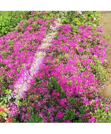 Rhododendron (Azalea) 'Purpurtraum' P9/C1