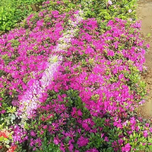 Rhododendron (Azalea) 'Purpurtraum' P9/C1