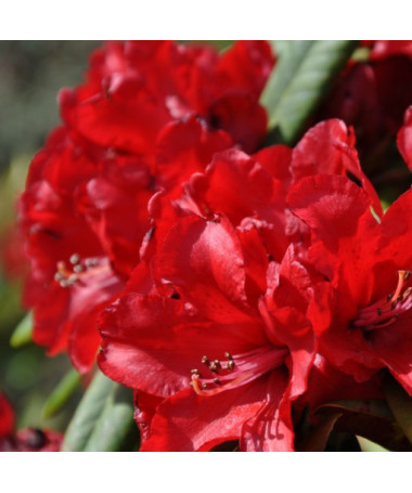 Rhododendron (Azalea) Purpurkissen P9/C1