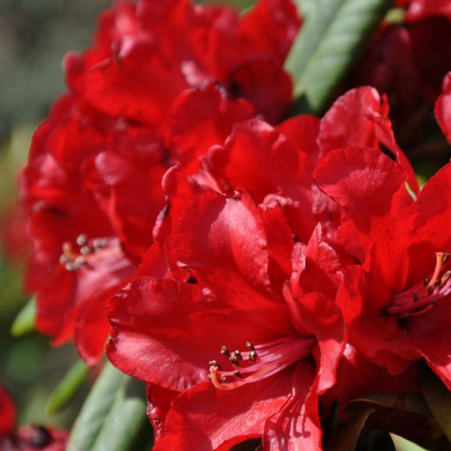 Rhododendron (Azalea) Purpurkissen P9/C1
