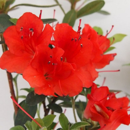 Rhododendron (Azalea) Purpurkissen P9/C1