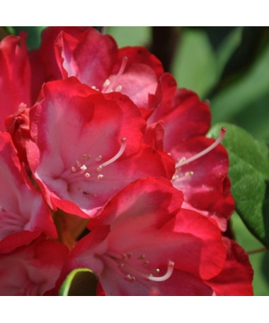 Rhododendron (Azalea) Prinz Karneval