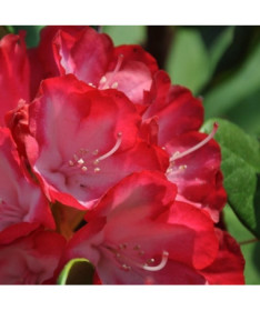 Rhododendron (Azalea) Prinz Karneval