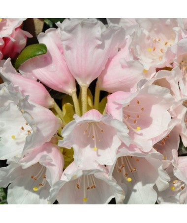 Rhododendron (Azalea) Polaris P9/C1