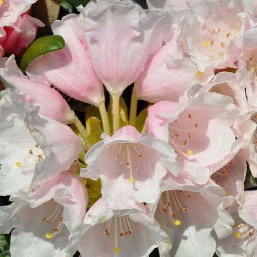 Rhododendron (Azalea) Polaris P9/C1