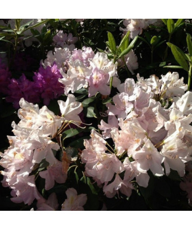 Rhododendron (Azalea) Polaris P9/C1
