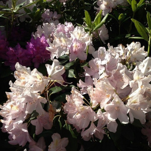 Rhododendron (Azalea) Polaris P9/C1