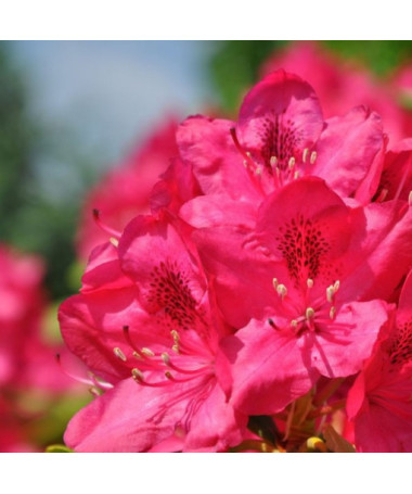 Rhododendron (Azalea) Nova Zembla P9/C1