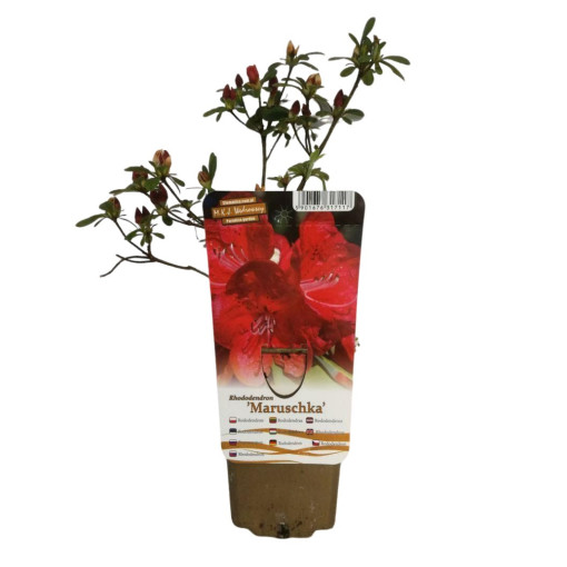 Rhododendron (Azalea) 'Marushka' P9/C1