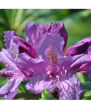 Rhododendron (Azalea) Lee's Dark Purple