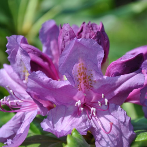 Rhododendron (Azalea) Lee's Dark Purple