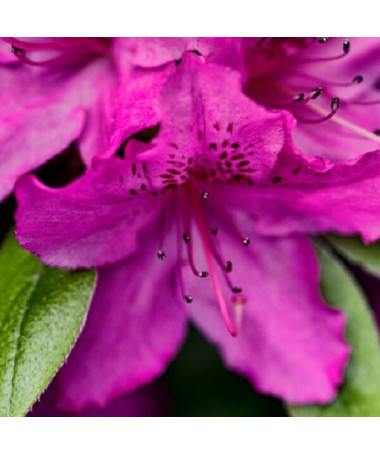 Rhododendron (Azalea) 'Koningstein' P9/C1