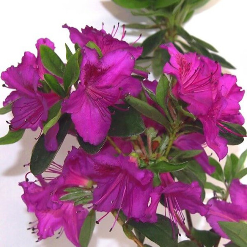 Rhododendron (Azalea) 'Koningstein' P9/C1