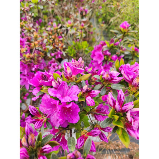 Rhododendron (Azalea) 'Koningstein' P9/C1