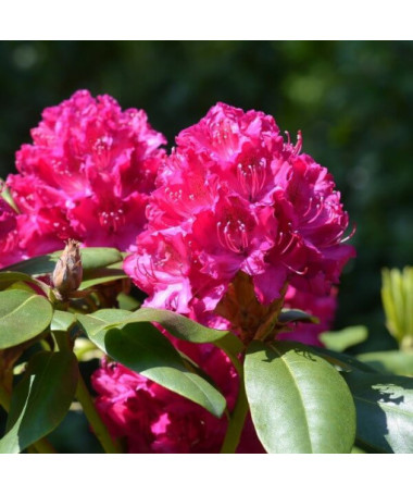 Rhododendron (Azalea) 'Kermesina Rose' P9/C1