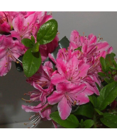 Rhododendron (Azalea) 'Kermesina Rose' P9/C1