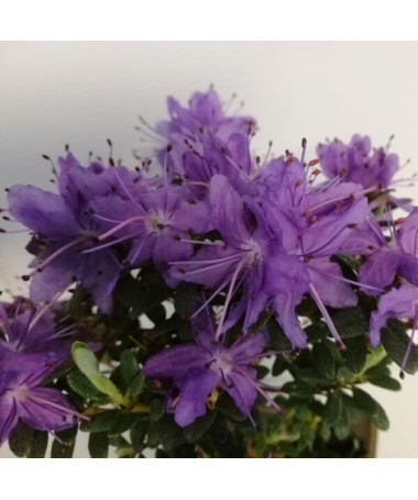 Rhododendron (Azalea) 'Impeditum' P9/C1