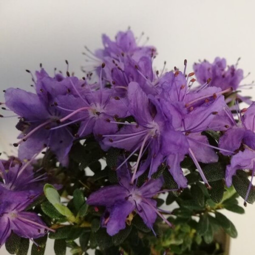 Rhododendron (Azalea) 'Impeditum' P9/C1