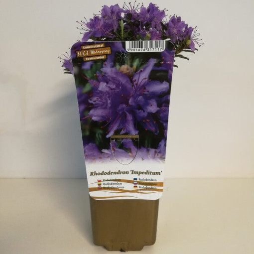 Rhododendron (Azalea) 'Impeditum' P9/C1