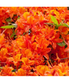 Rhododendron (Azalea) Hotspur Red P9/C1