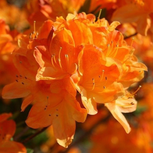 Rhododendron (Azalea) Golden Eagle