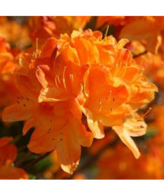 Rhododendron (Azalea) Golden Eagle