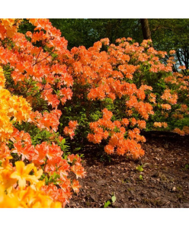 Rhododendron (Azalea) Golden Eagle