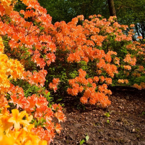 Rhododendron (Azalea) Golden Eagle