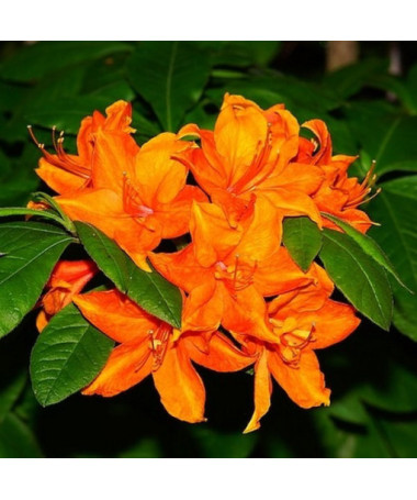 Rhododendron (Azalea) Fireball P9/C1