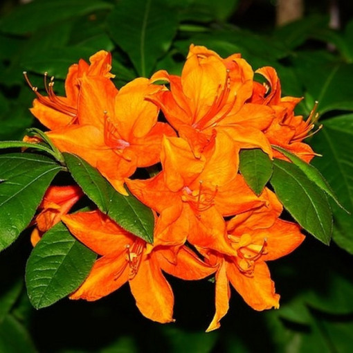 Rhododendron (Azalea) Fireball P9/C1