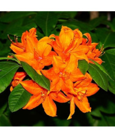 Rhododendron (Azalea) Fireball P9/C1