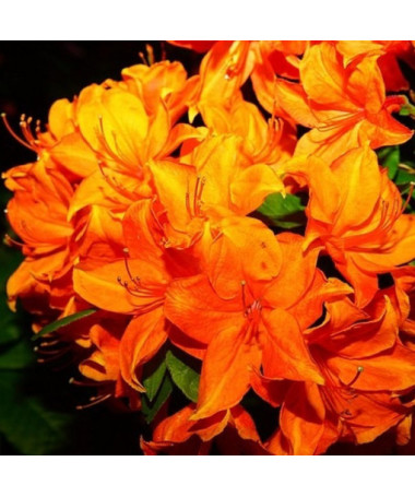 Rhododendron (Azalea) Fireball P9/C1