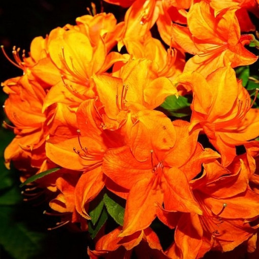 Rhododendron (Azalea) Fireball P9/C1