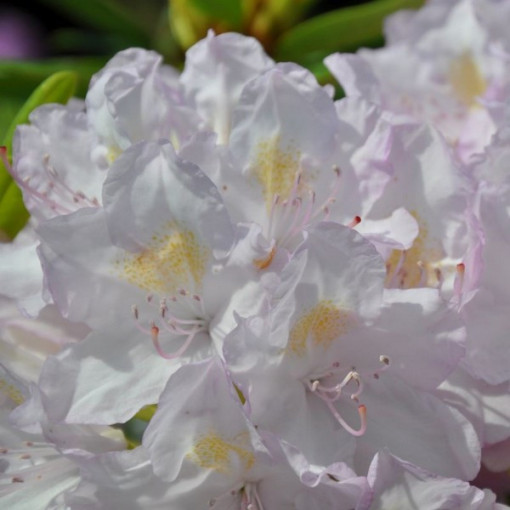 Rhododendron (Azalea) Effner P9/C1
