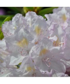 Rhododendron (Azalea) Effner P9/C1