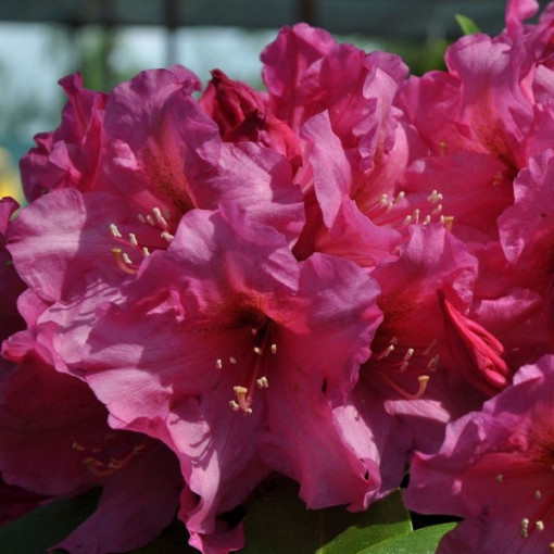 Rhododendron (Azalea) Duke of York P9/C1
