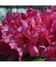 Rhododendron (Azalea) Duke of York P9/C1