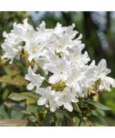 Rhododendron (Azalea) Cunningham's White pot, 2L