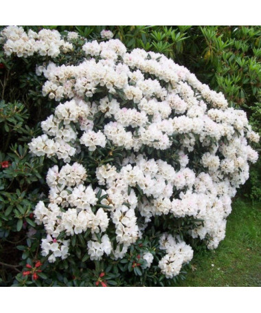 Rhododendron (Azalea) Cunningham's White pot, 2L