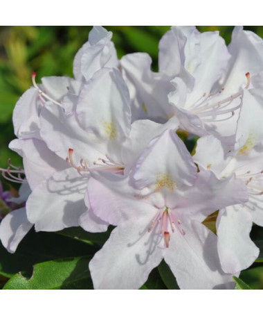 Rhododendron (Azalea) Cunningham's White