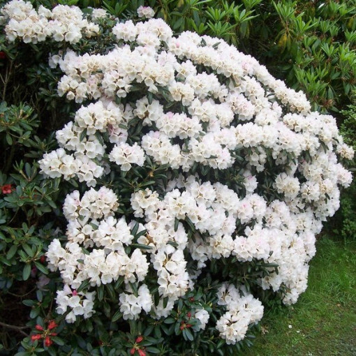 Rhododendron (Azalea) Cunningham's White