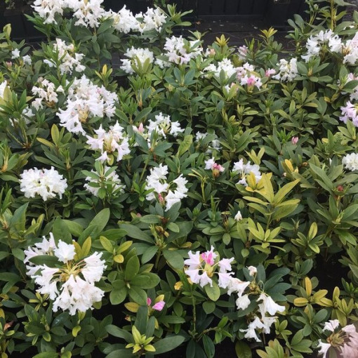 Rhododendron (Azalea) Cunningham's White