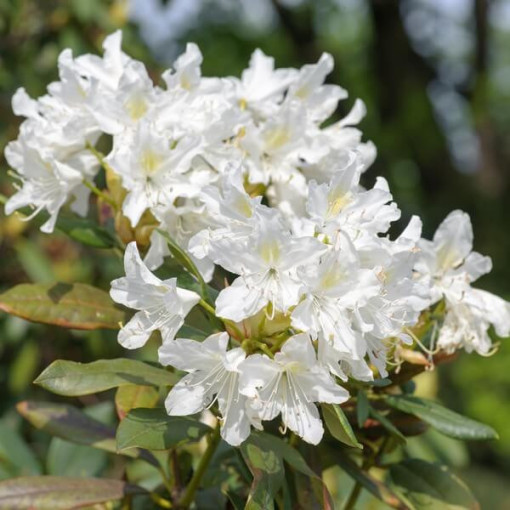 Rhododendron (Azalea) Cunningham's White