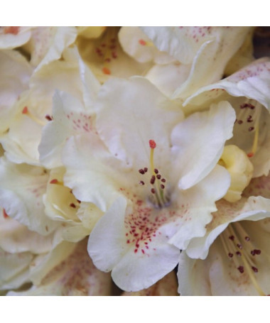 Rhododendron (Azalea) 'Cream Crest'