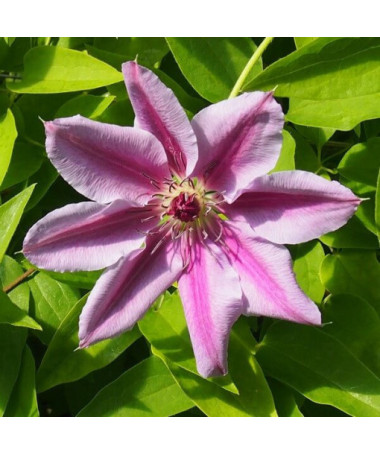 Clematis Nelly Moser (large-flowered) pot 4L