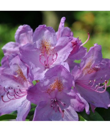 Rhododendron (Azalea) Catawbiense Grandiflorum P9/C1