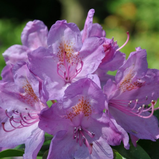 Rhododendron (Azalea) Catawbiense Grandiflorum P9/C1
