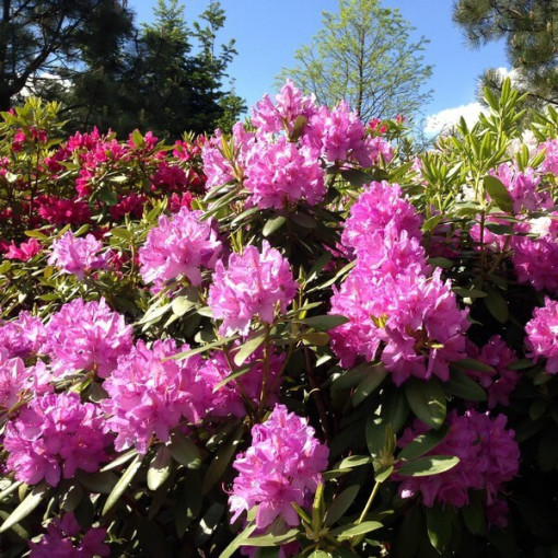 Rhododendron (Azalea) Boursault P9/C1