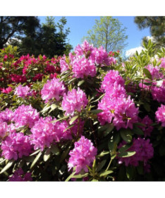 Rhododendron (Azalea) Boursault P9/C1