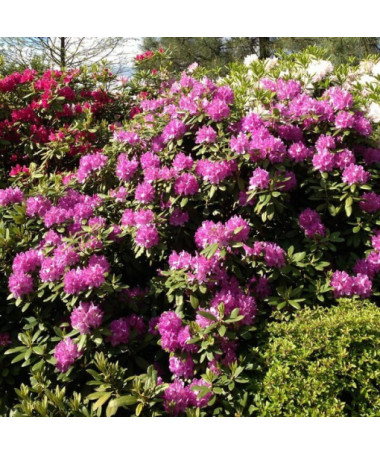 Rhododendron (Azalea) Boursault P9/C1